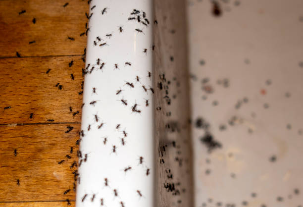 Best Emergency Pest Control  in Russell Springs, KY